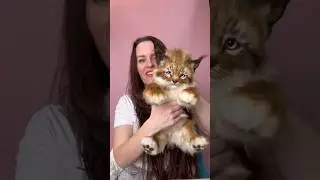 Такой тактильно приятный и мурчащий малыш получился😻