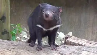 Tasmanian Devil