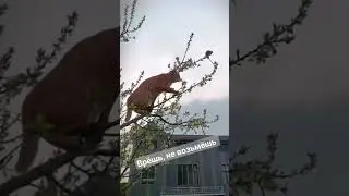 Врёшь,  не возьмёшь