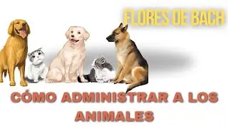 Cómo administrar Flores de Bach a los animales