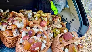 БАГАЖНИК БЕЛЫХ ГРИБОВ! Грибы