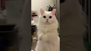 Cute Cat