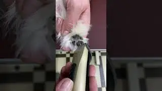 How to Groom a Maltese | Insider Tips for Perfect Maltese Haircuts | Get Stylish!