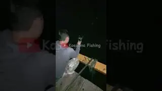 MANCING BARRAMUNDI DAPAT BABON. EVAKUASI YG EXSTREME. NEW 2023#fish #shorts