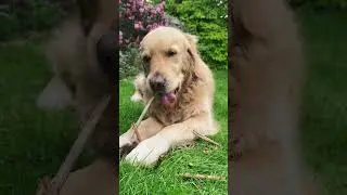 breaking sticks (ASMR)