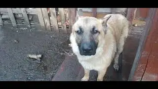 показала что творится после дождя ,просто жесть ,вчера сабоку домой брала на ночь   сейчас на улицы