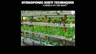 Ramvir singh : छत पर खेती करके कमाता है 7 लाख महीना || HYDROPONIC KHETI TECHNIQUES