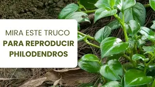 ¡Multiplica tus philodendros como un experto! 🌱 Guía paso a paso para propagarlos fácilmente