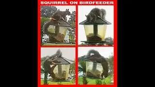 SQUIRREL ON BIRDFEEDER