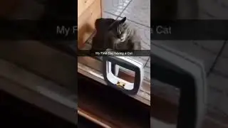 Кот бьет дверь #Tik Tok #Shorts #Тик Ток #ПриколКоты #Catstiktok