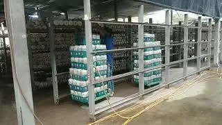 pemindahan baglog ke rak || 3 hari langsung panen.