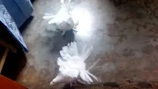 লক্ষা কবুতর (Some time with my pigeons.....)