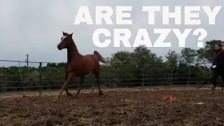 Working with Arabians || Baylor Part 1 ||