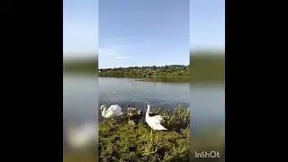 Лебеди с малышами на озере - кормим