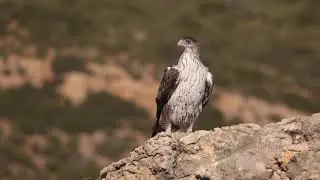 Bonelli's Eagle