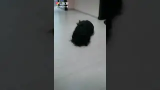 Смешно //лайк