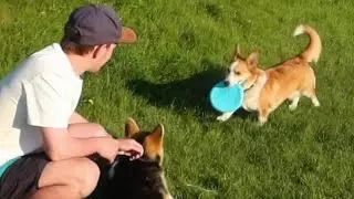 Вельш-корги кардиган. А у нас сегодня фрисби 😀😀😀