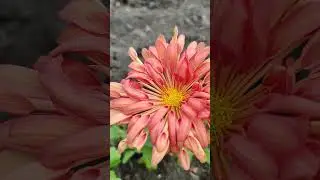Корейская Каштанка