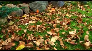 Blackmagic Production Camera 4K RAW Sample | Leafs