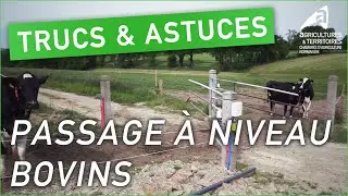 Trucs et astuces d’agriculteurs : Passage à niveau bovins | Jean-François Dorenlor