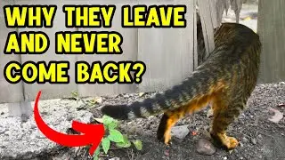 Why do cats LEAVE FROM HOME AND DON'T COME BACK? How to prevent them from escaping!