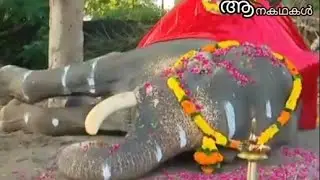 ചന്ദ്രശേഖരൻ വിട പറഞ്ഞു, | Vadakkumnathan chandrasekharan | kerala elephant | sree 4 elephant