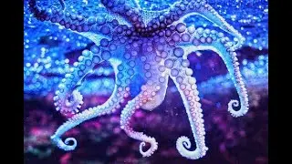 The Most Deadly Animals On Earth
