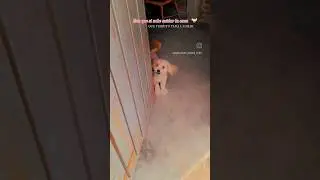 perro me tiene miedo  .piensa que voy a entrar asu casa  .antes yo tengo más miedo que el .#shots