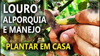 Louro como Fazer mudas e já aprenda a Alporquia com Luís Rosa