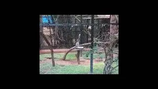 A Day at Mysuru Zoo