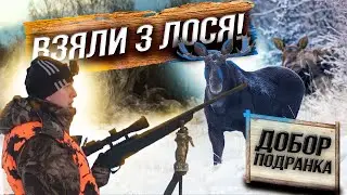 Охота на ЛОСЯ🔥 ТРИ Лося на коллектив💥 Осечки🤦‍♂️ ПОГОНЯ за Подранком❗️