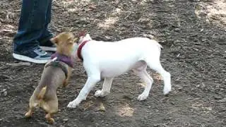Lola Pt. 1 | Tompkins Park Dog Park