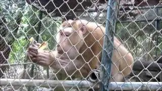 Видео о том,как кормят бананом макаку