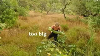 First Year's Harvests (Big and Small!) from our Homestead