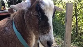 GOATS falling asleep!