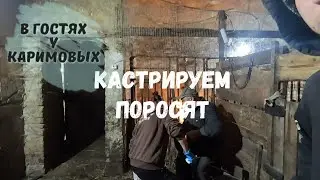 Кастрируем поросят