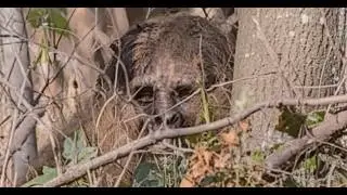 Hunters Capture TERRIFYING New Footage of 12-Foot Bigfoot While Tracking Giant Grizzly!