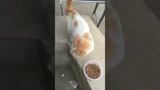 Semoga Sehat Selalu Ya Push || Tolong Kasihani Kucing Tak Bertuan