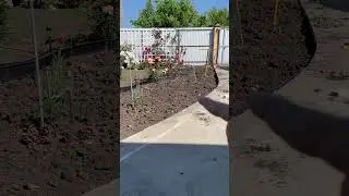 Газон часть 3 #газон #дача #огород #капельныйполив