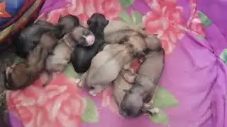 recién nacidos