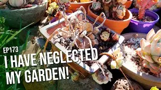 #173 I have neglected my garden!
