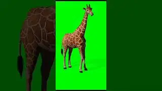 giraffe in green screen no copyright