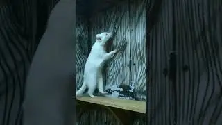 Albino raccoon at Waco Zoo