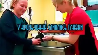 Конъюнктивит у молодых кроликов. Не открываются глаза.