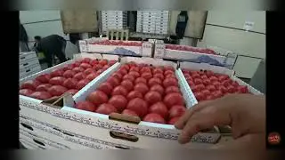 Фуд Сити цены на розовый томат 08.08.22