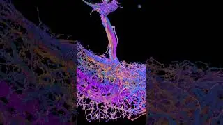 Vertical System