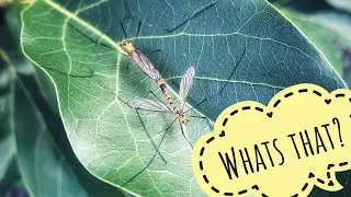 What are these strange Animals insects?  mating, creatures