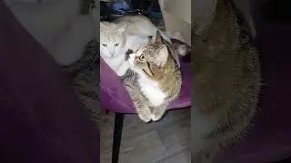 НЕТ У НАС ПОДУШКИ НЕТ И ОДЕЯЛА...