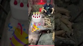 #дюрок24 #shorts #опорос #свиноматка #дюрок24 #поросята