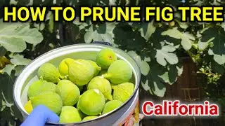 How to Prune Fig Tree for a Bountiful Harvest in California